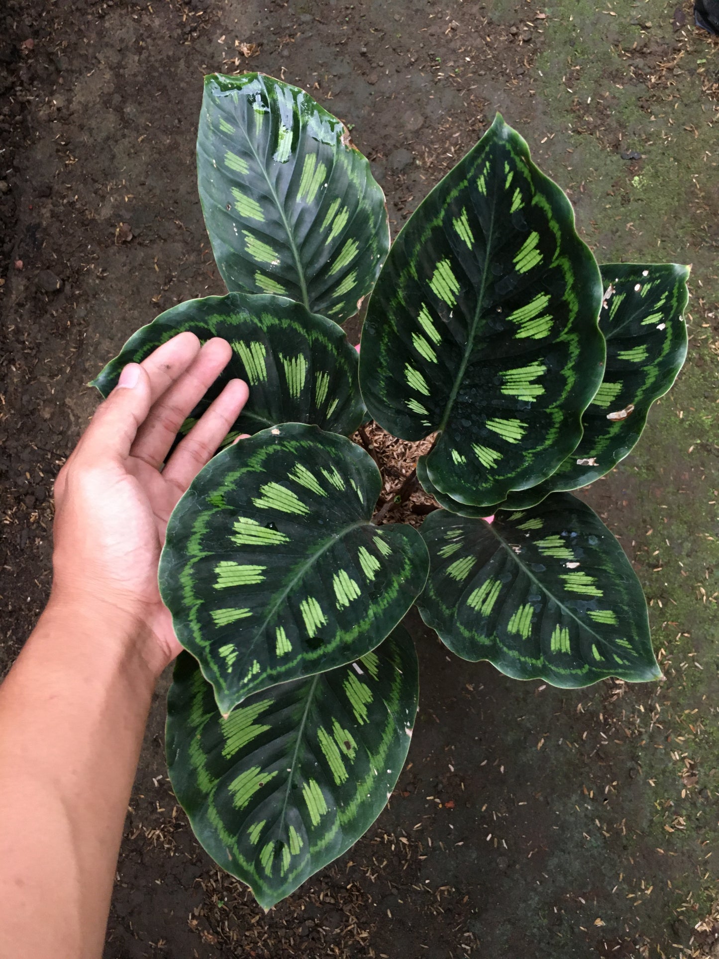 Calathea Libyana