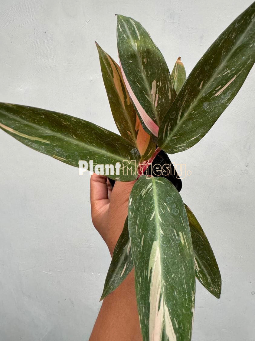 Calathea Magic Star