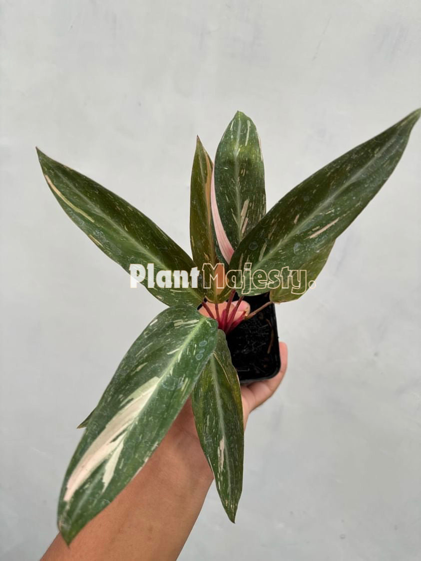 Calathea Magic Star