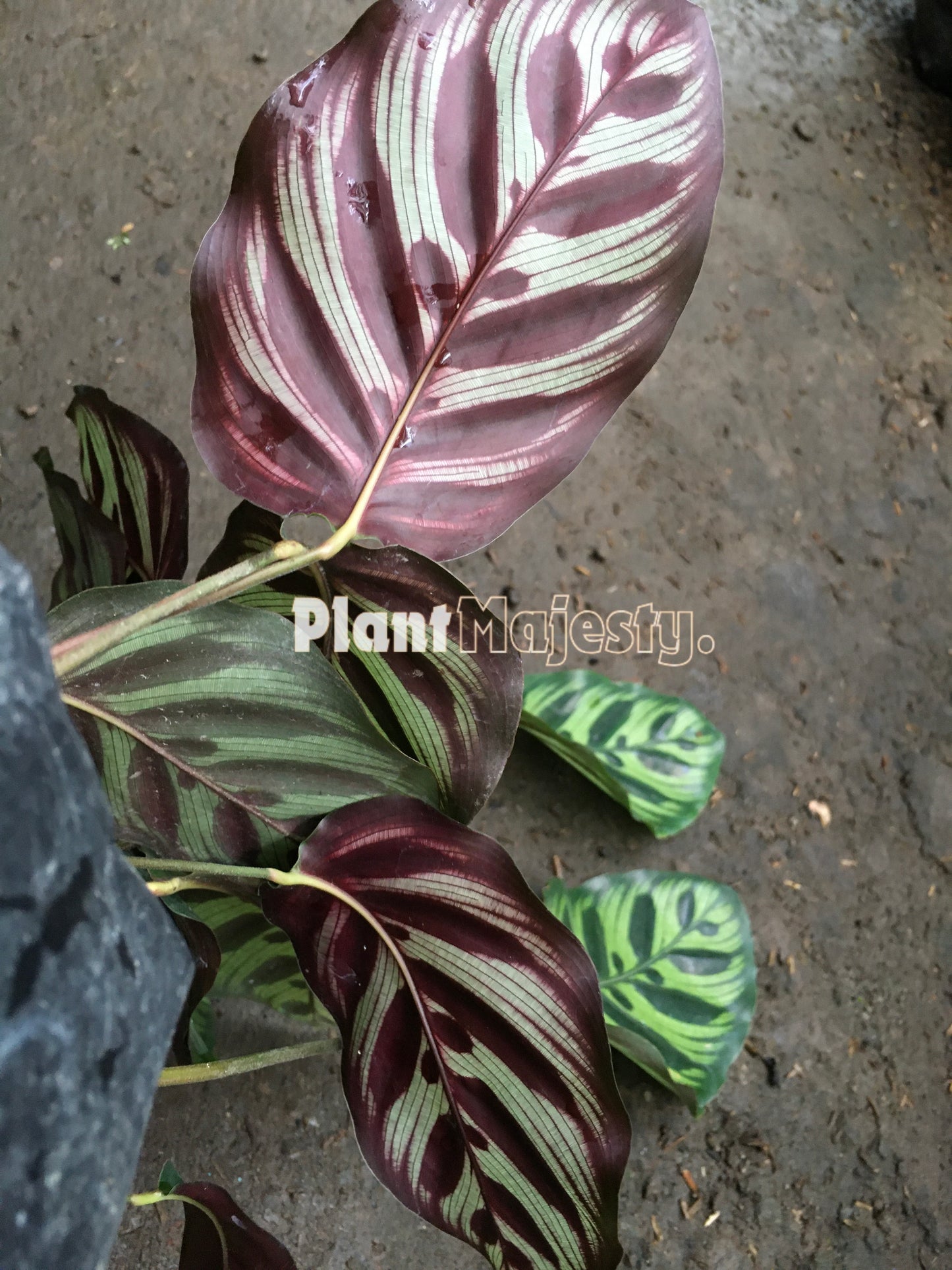 Calathea Makoyana