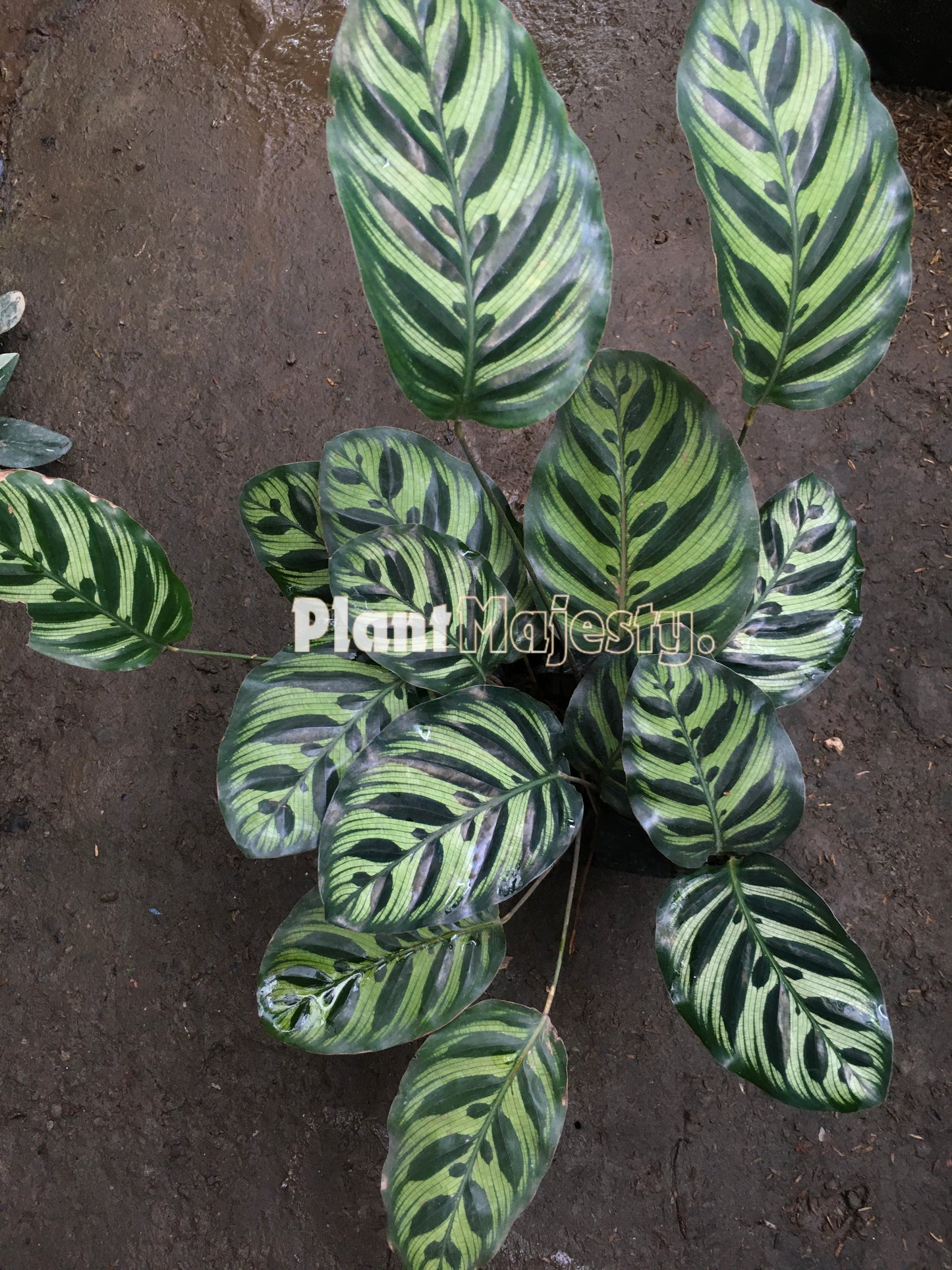 Calathea Makoyana