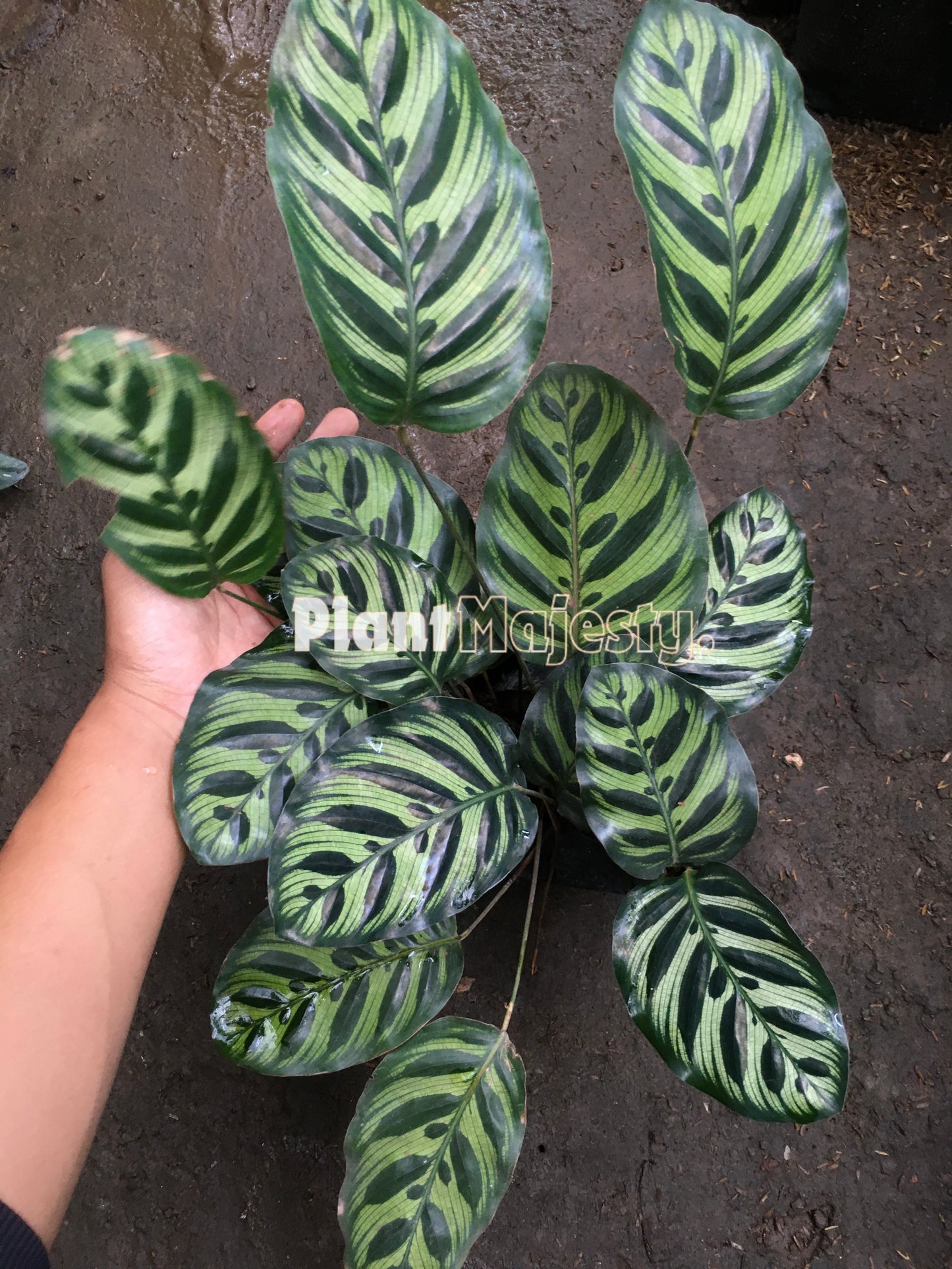 Calathea Makoyana