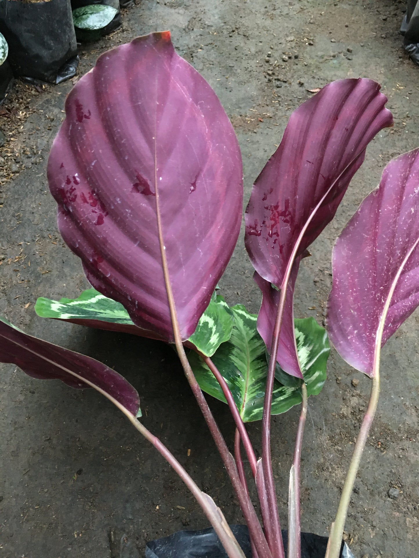 Medallón de Calathea