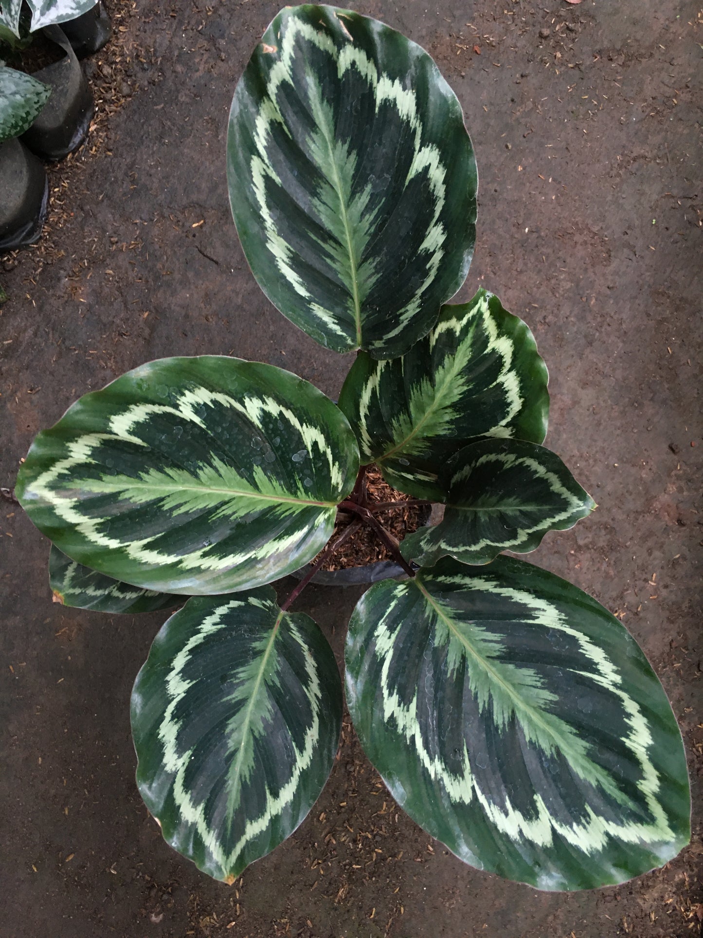 Medallón de Calathea