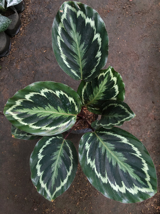 Calathea Medallion