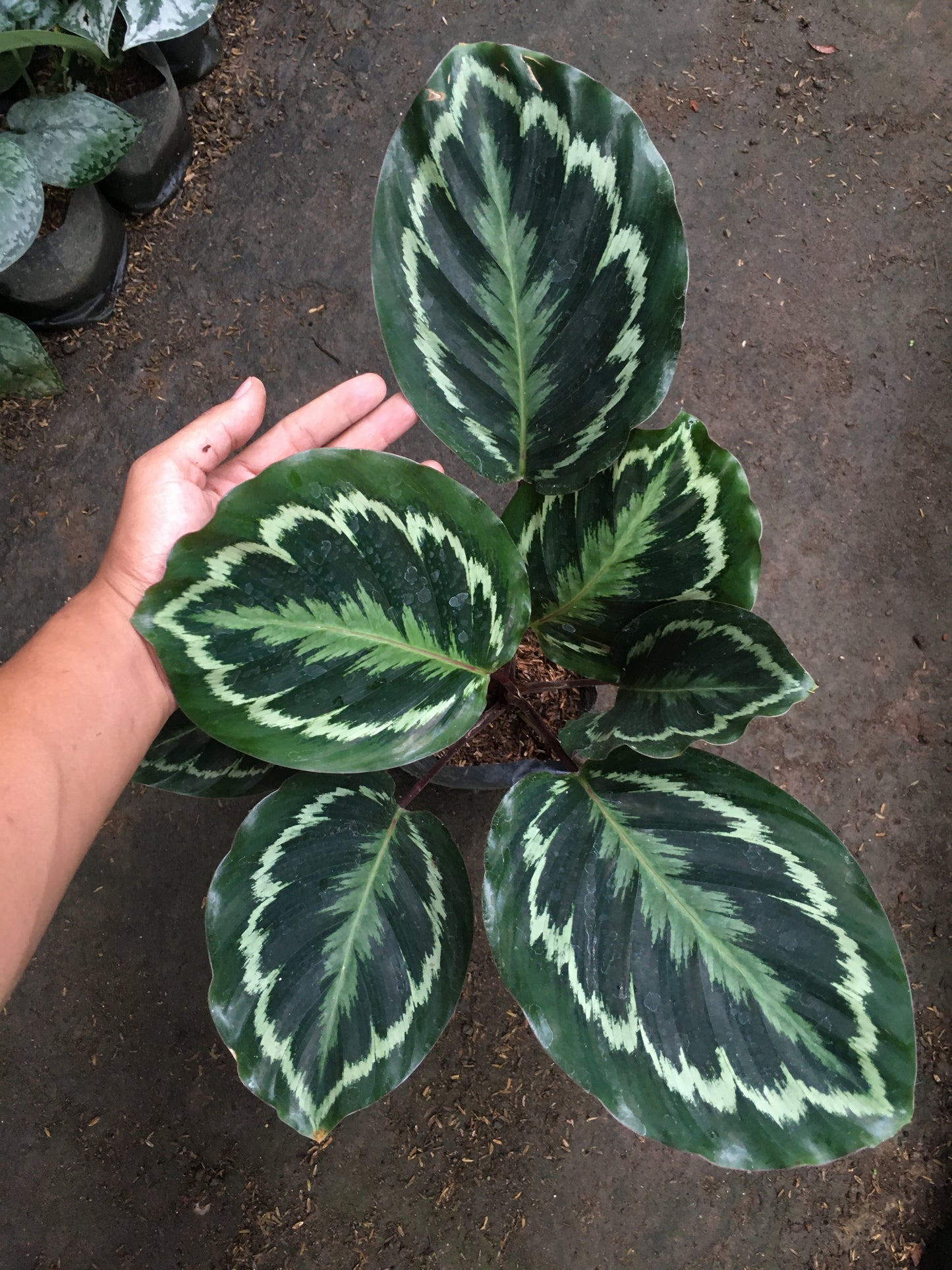 Medallón de Calathea