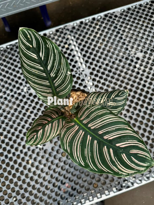 Calathea Ornata