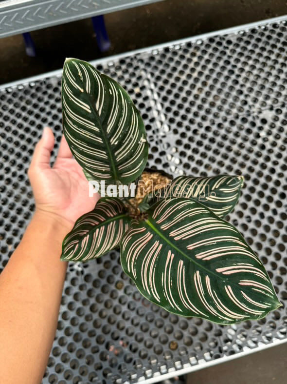 Calathea Ornata