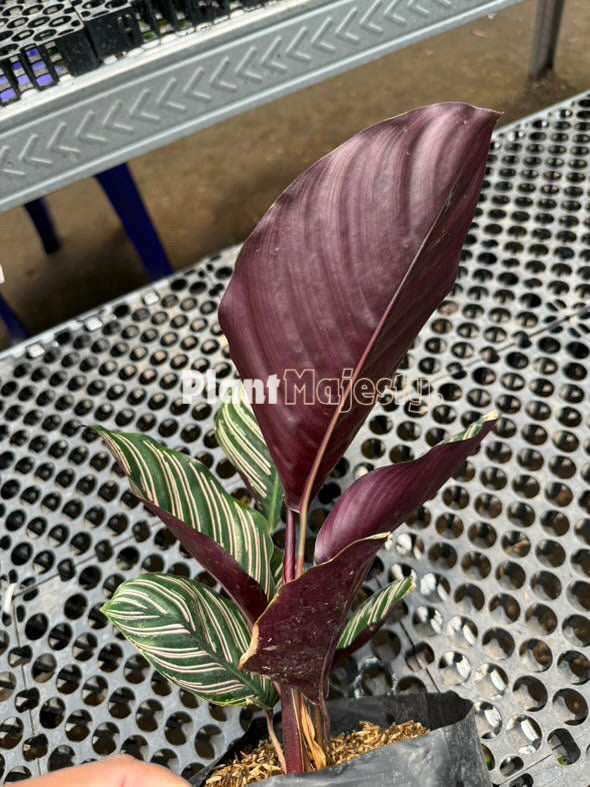 Calathea Ornata