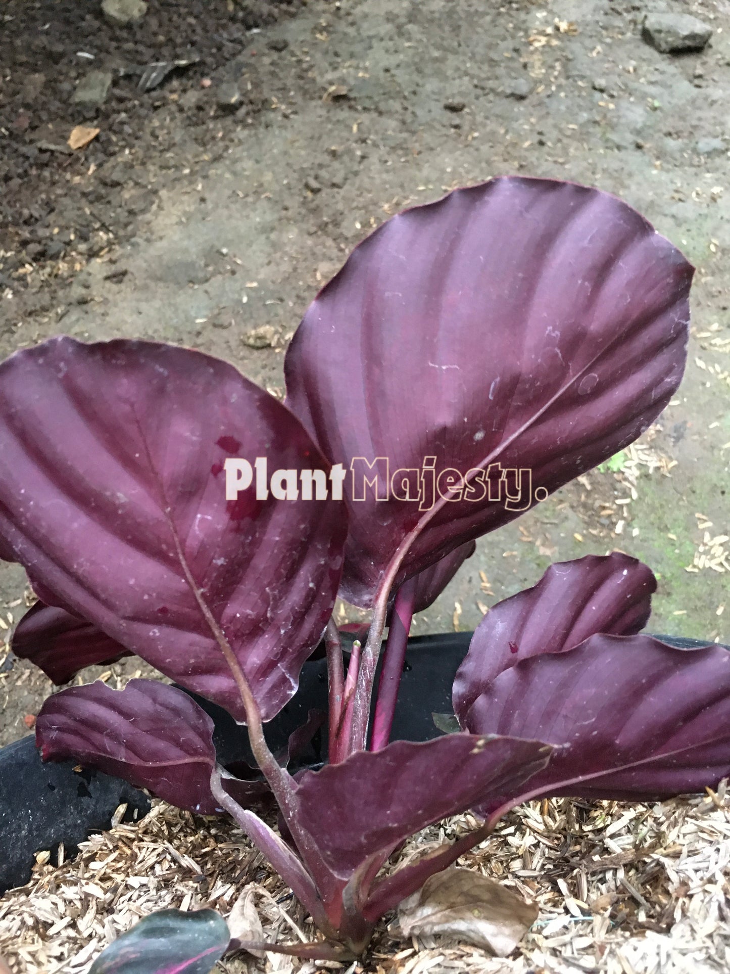 Calathea Roseopicta