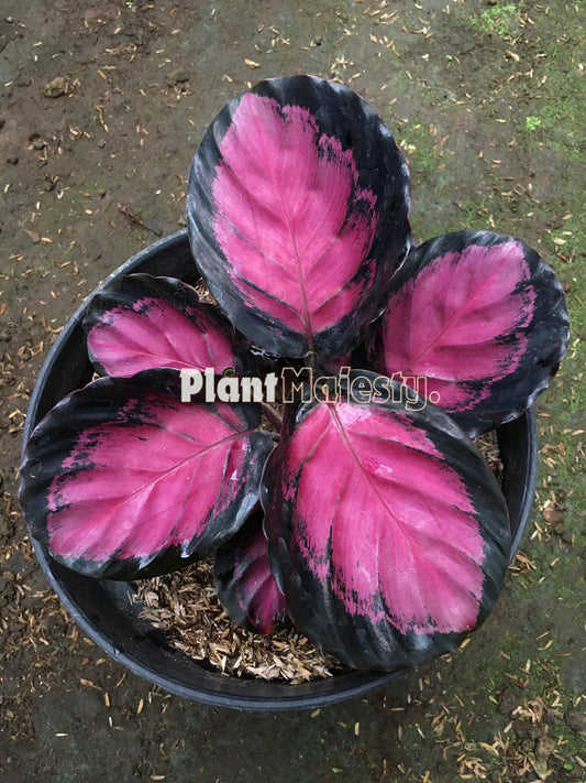 Calathea Roseopicta