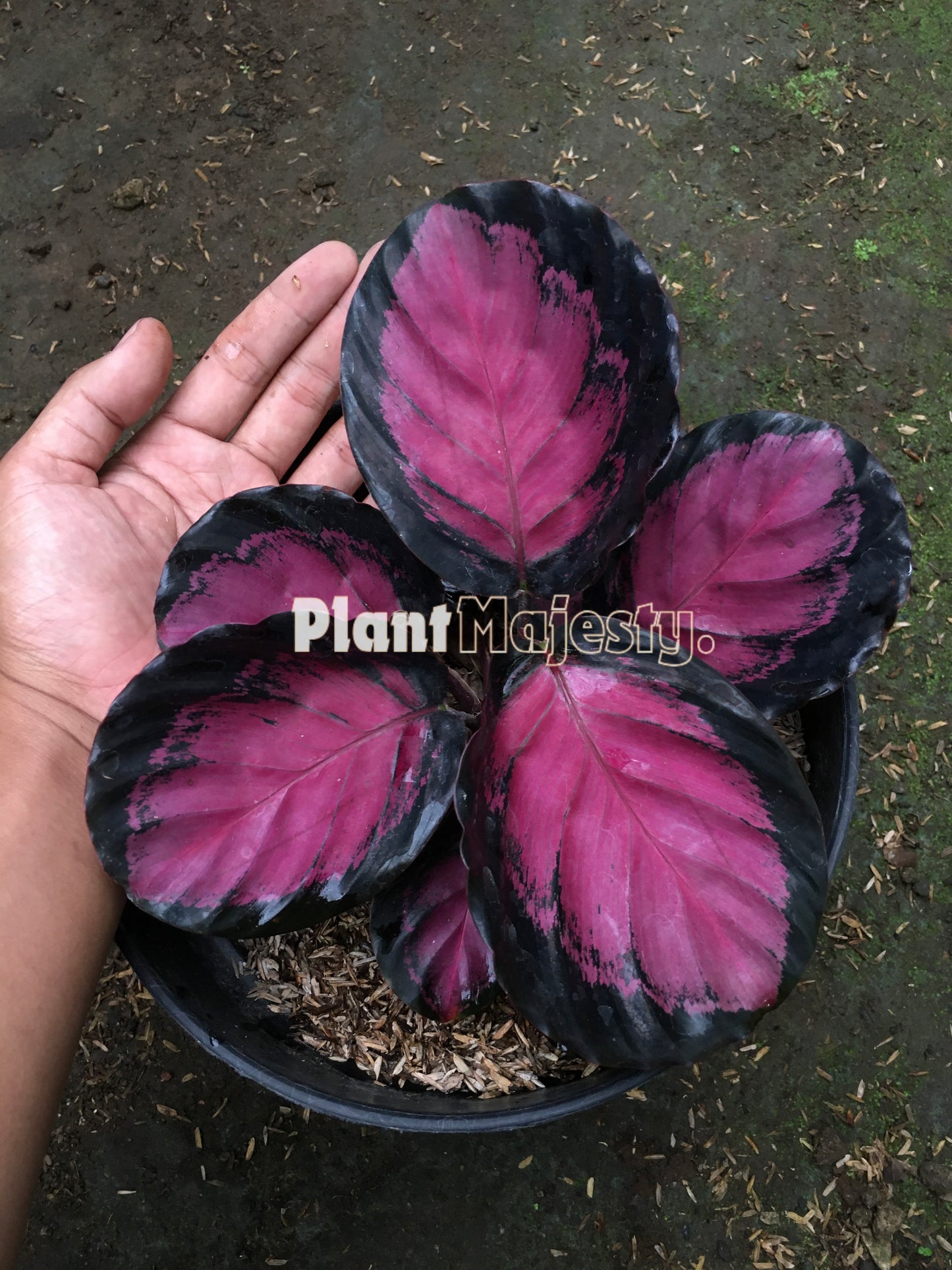 Calathea Roseopicta