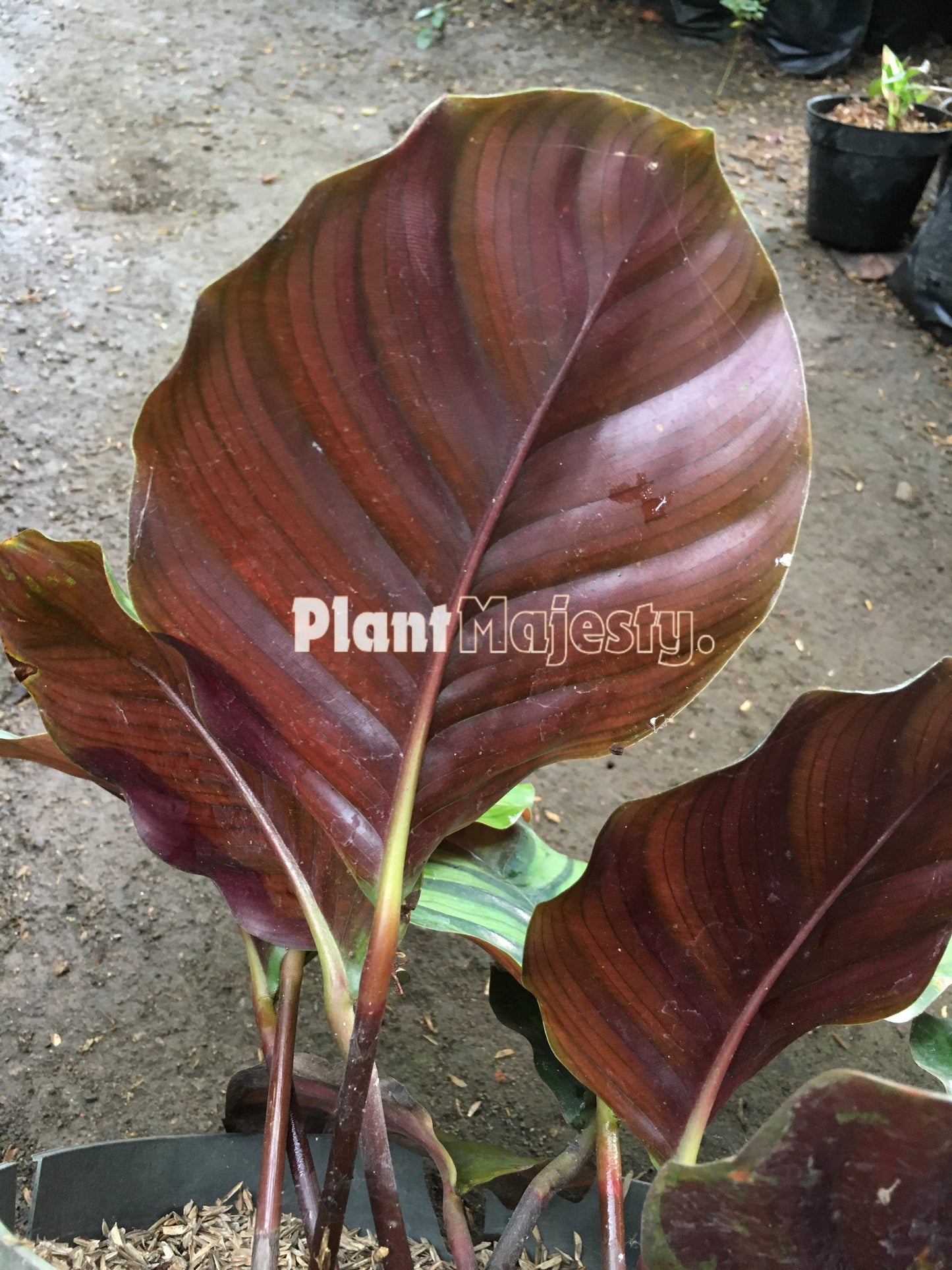 Calathea Rotundifolia