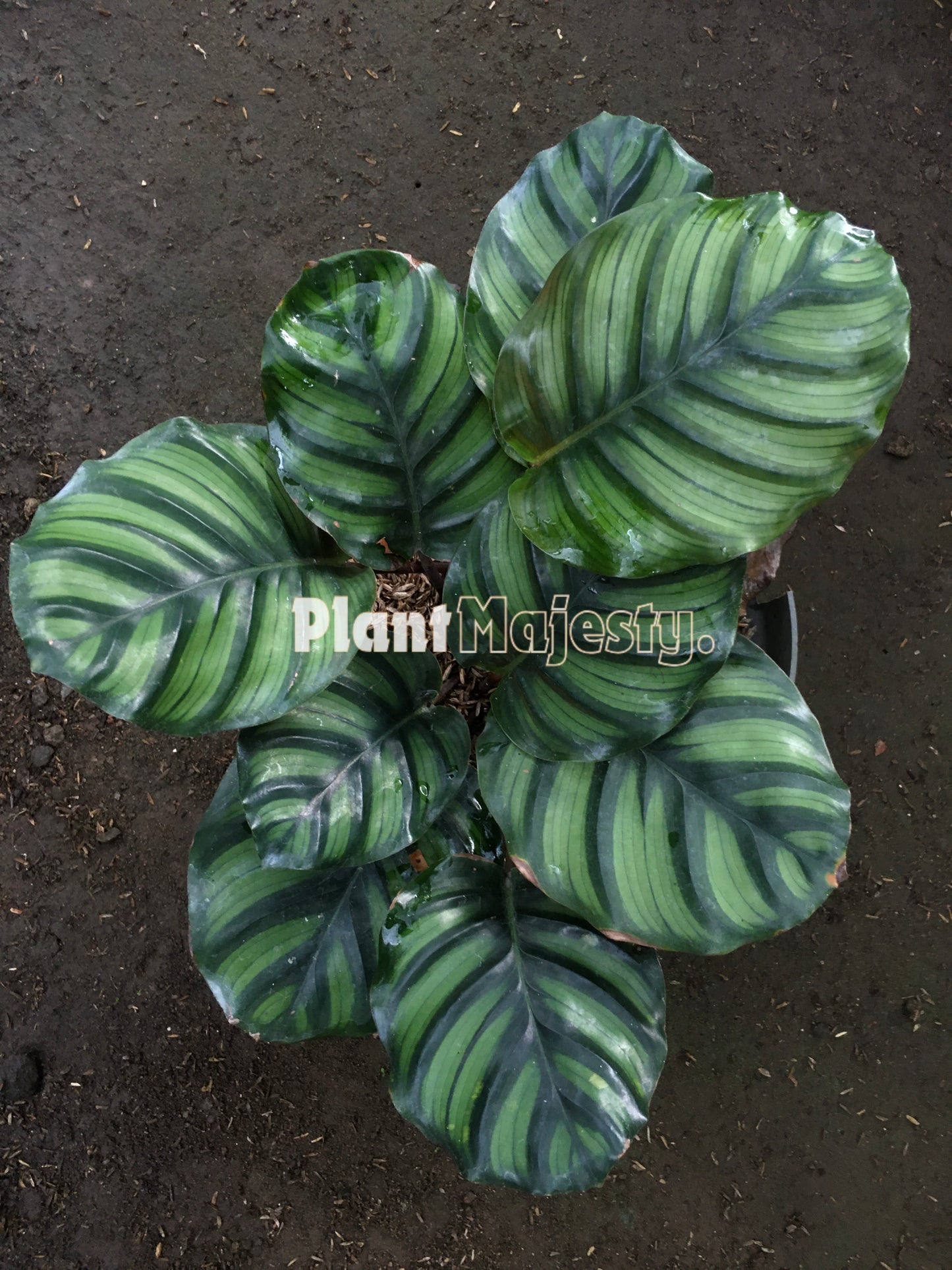 Calathea Rotundifolia