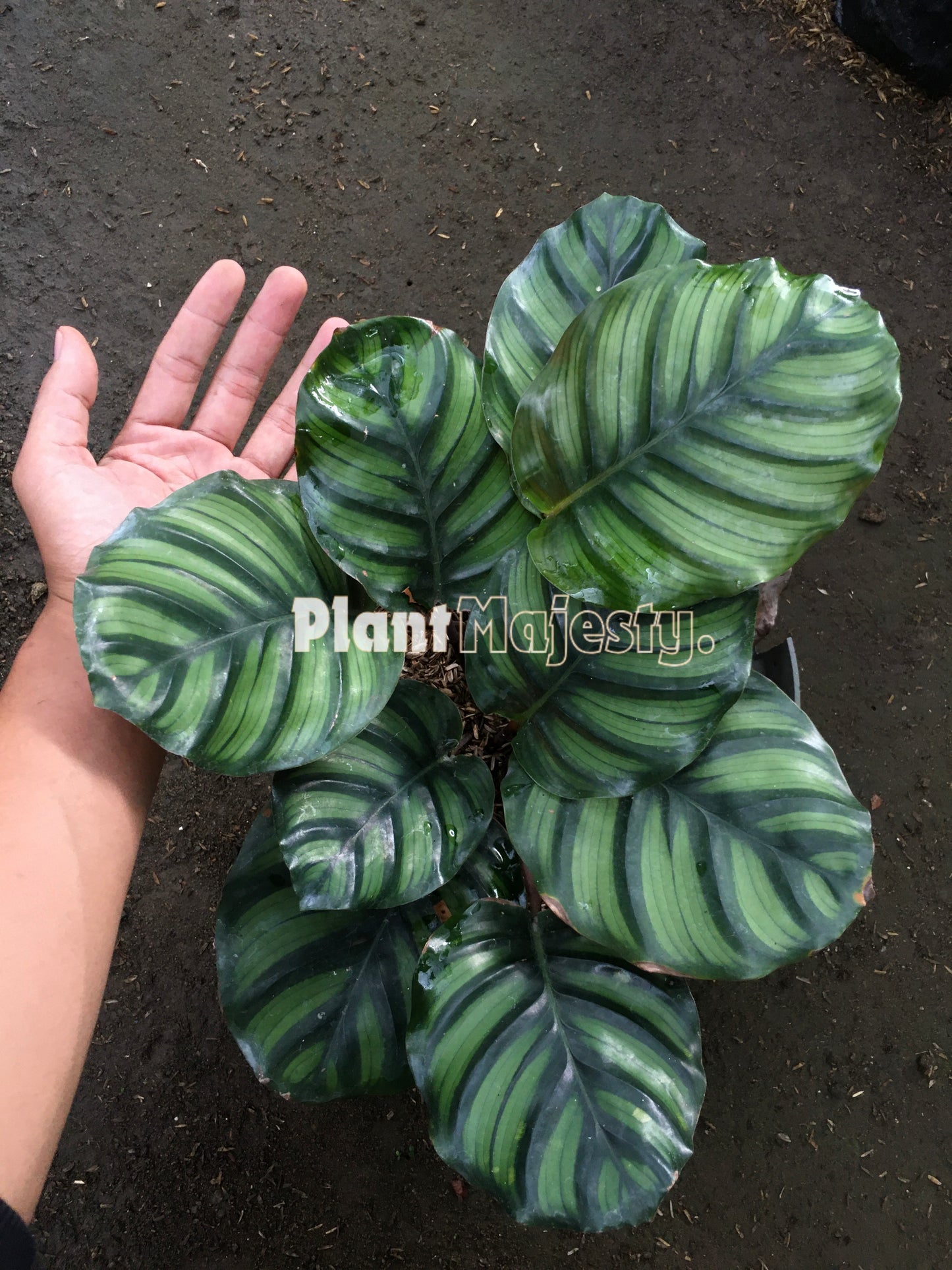 Calathea Rotundifolia