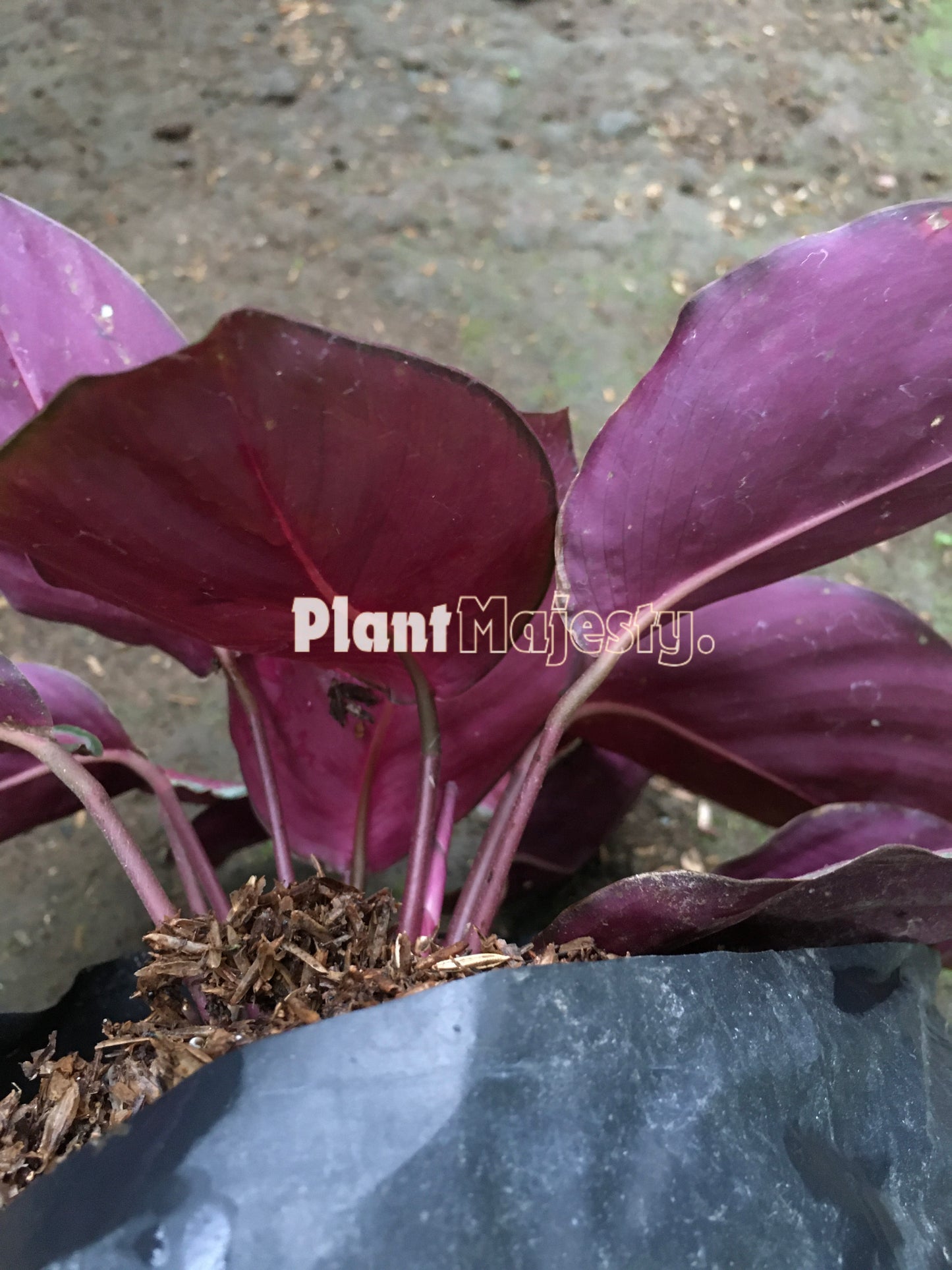 Calathea Sexy Pink