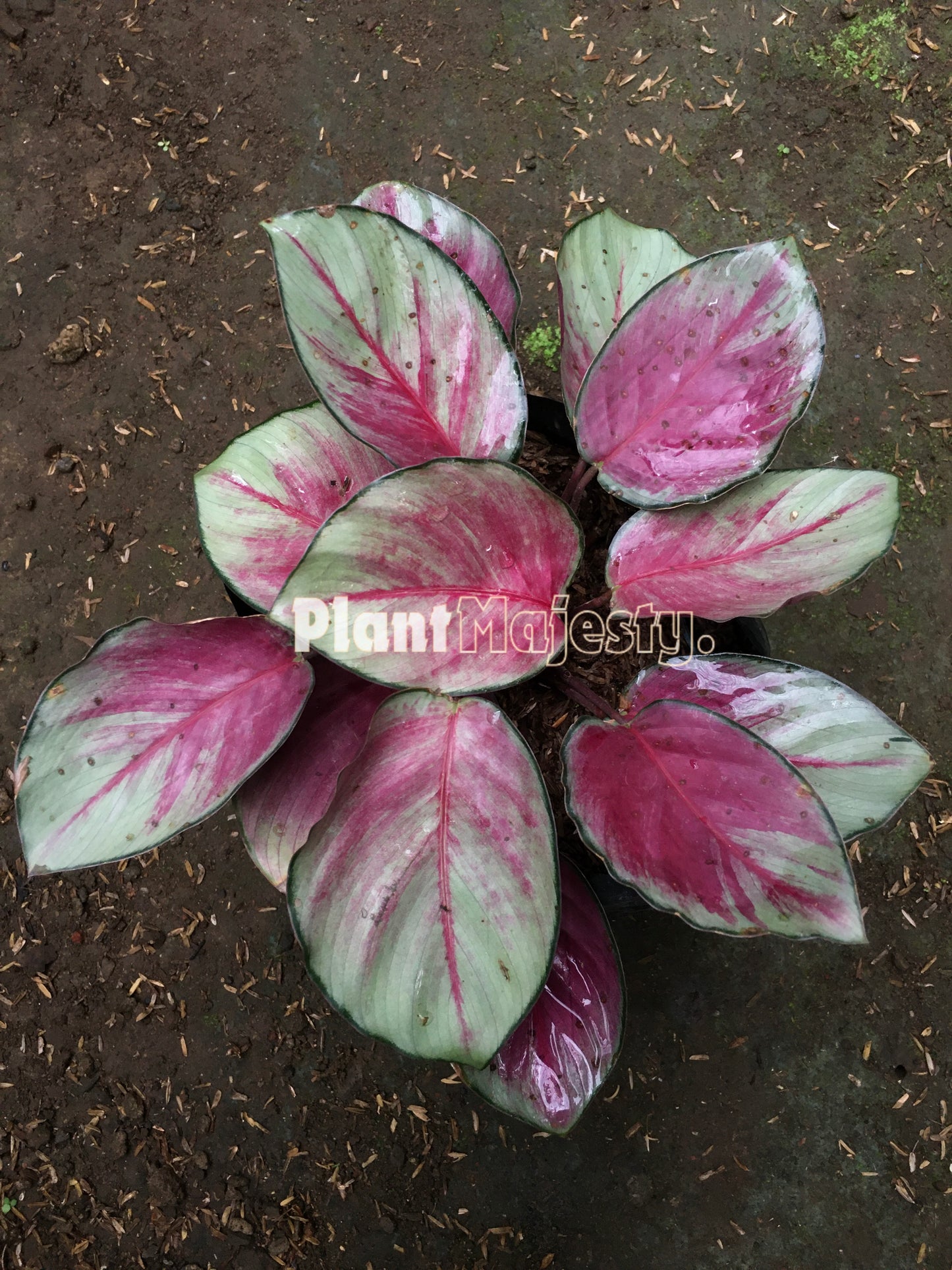 Calathea Sexy Pink