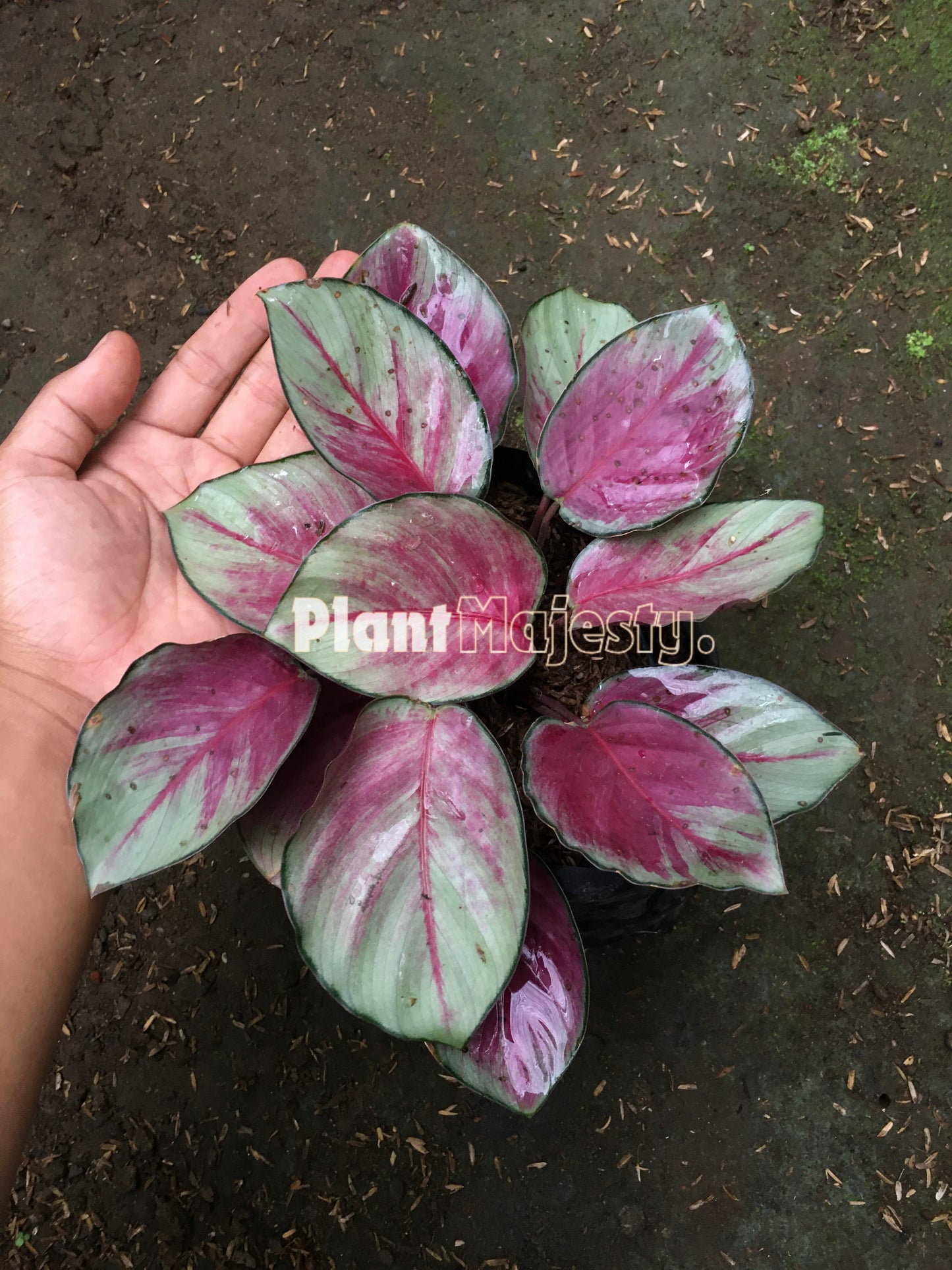 Calathea Sexy Pink