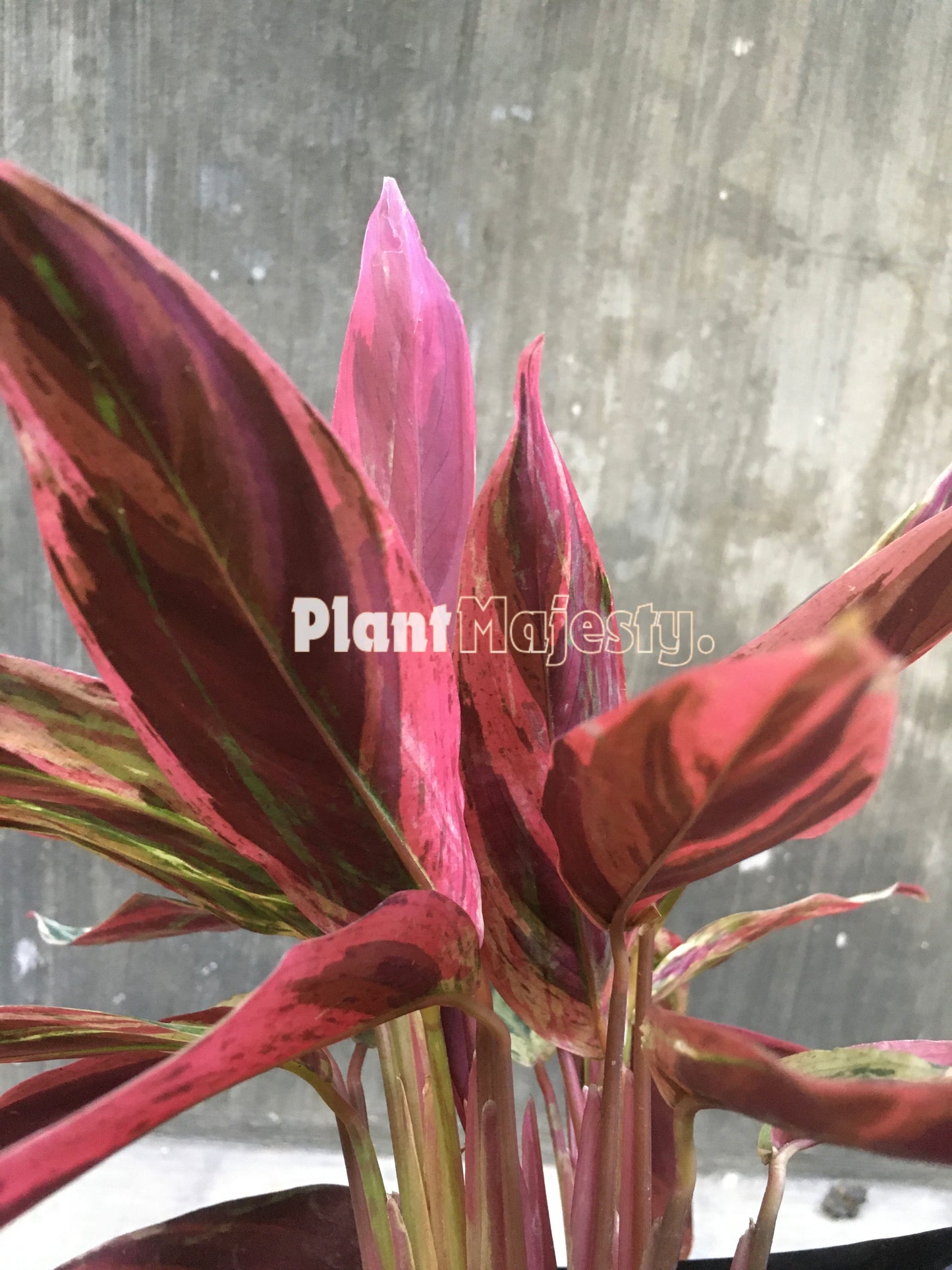 Calathea Triostar abigarrada