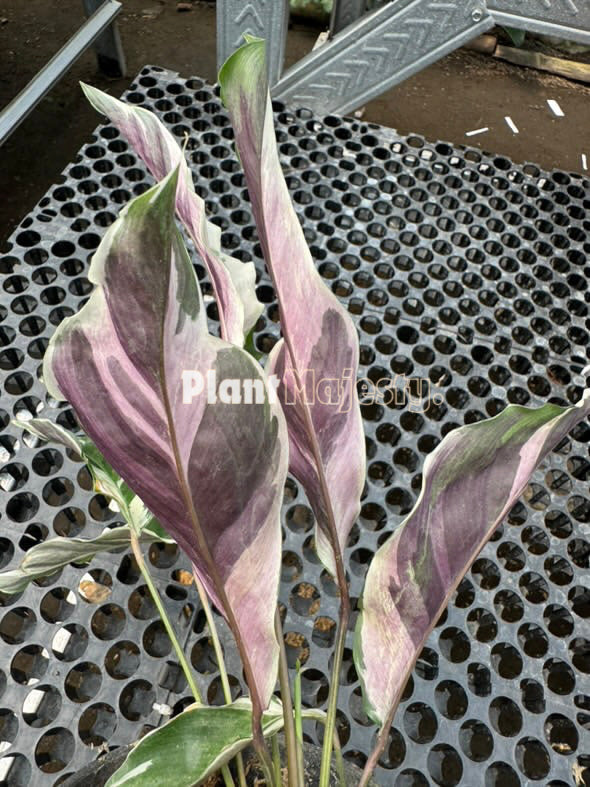 Calathea Fusión Blanca