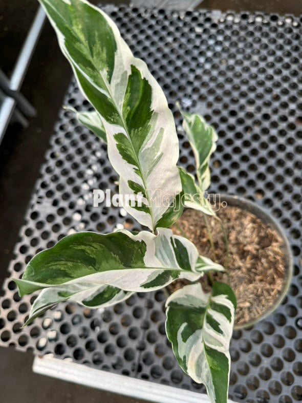 Calathea Fusión Blanca