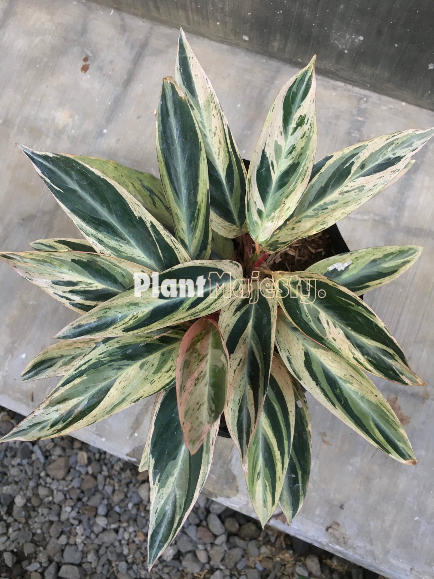 Calathea Triostar abigarrada