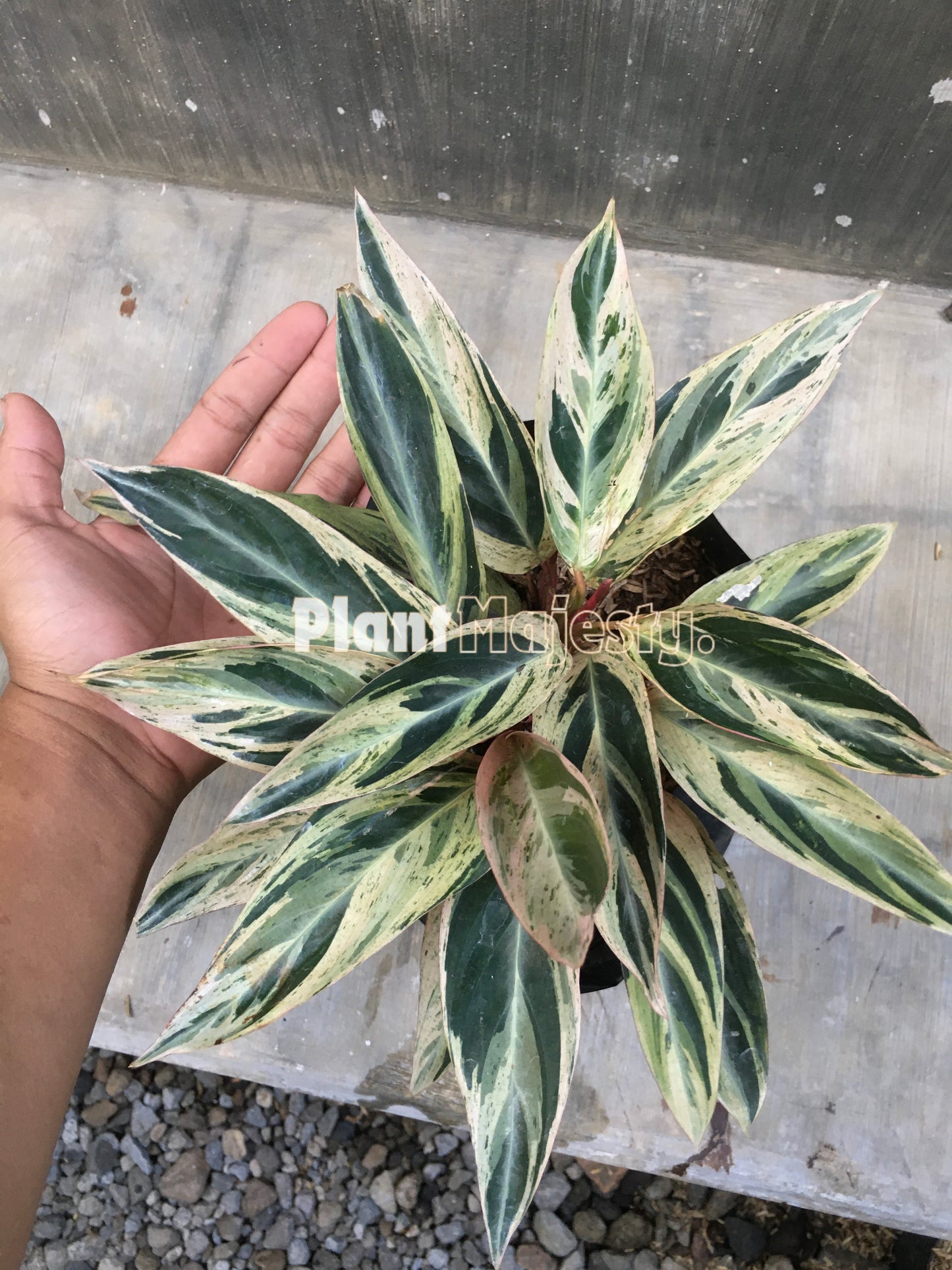 Calathea Triostar abigarrada