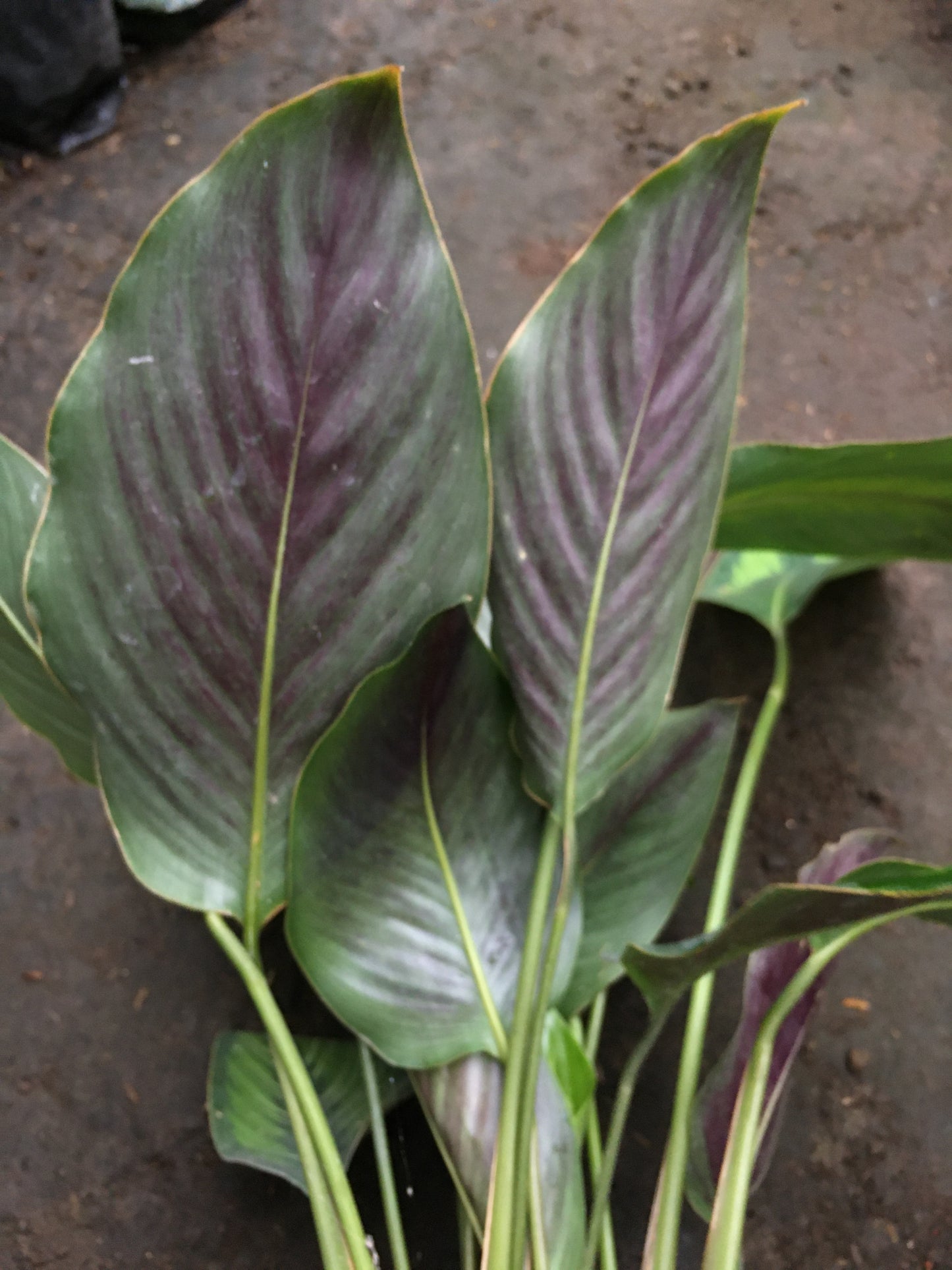 Calathea Schönheitsstern