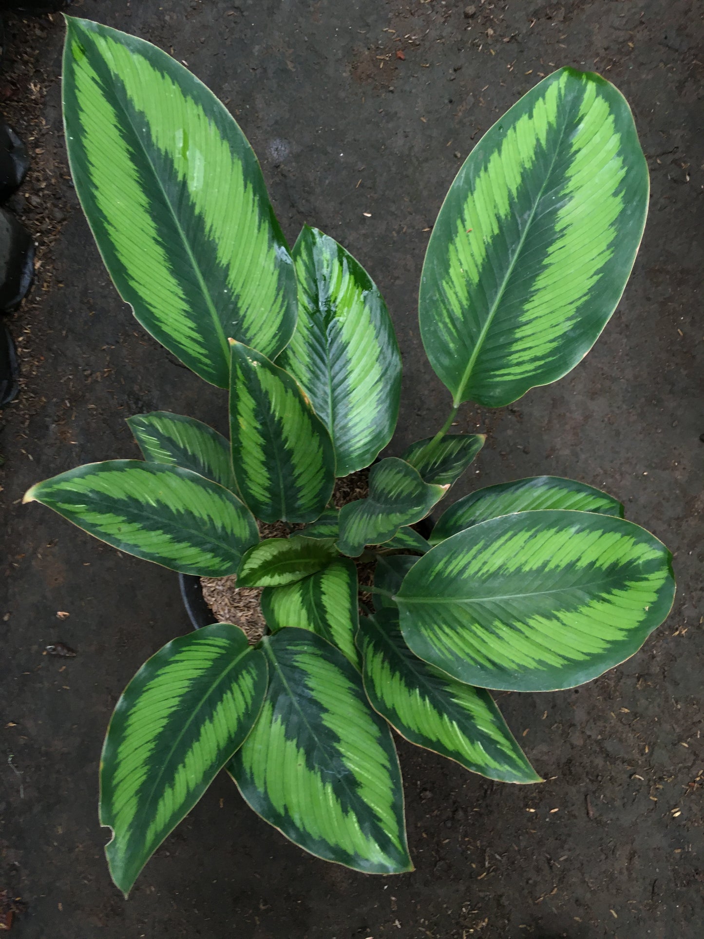 Calathea Schönheitsstern