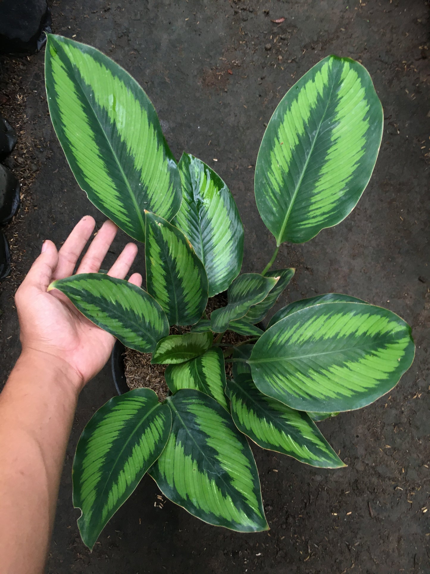 Calathea Schönheitsstern