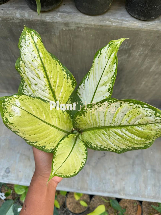 Dieffenbachia Camille