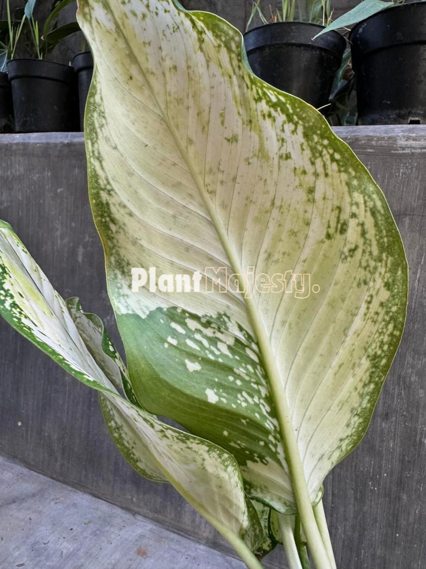 Dieffenbachia Camille