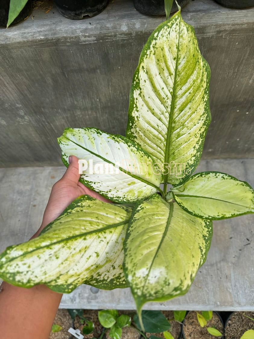 Dieffenbachia Camille