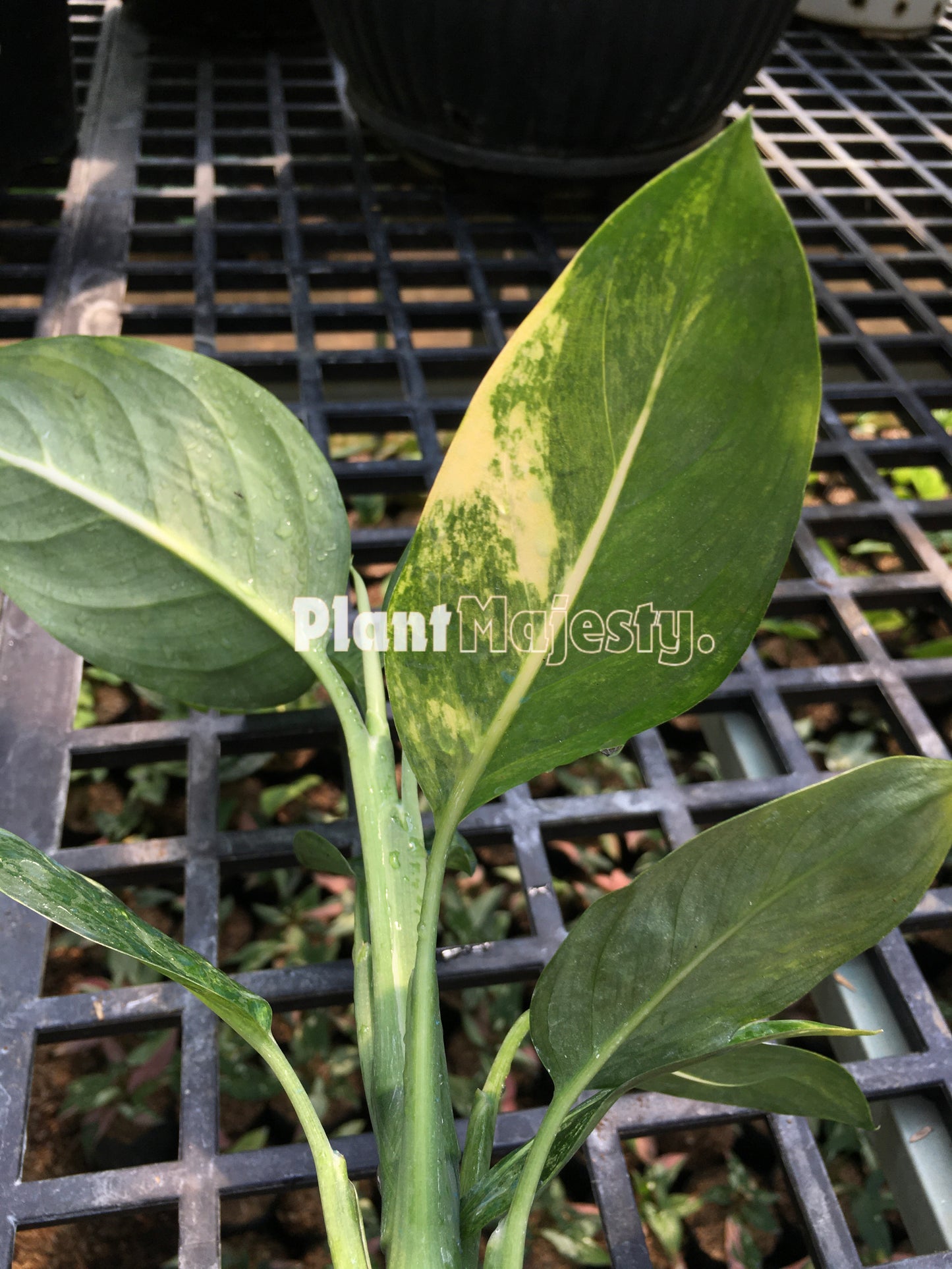 Dieffenbachia Green Magic Variegated