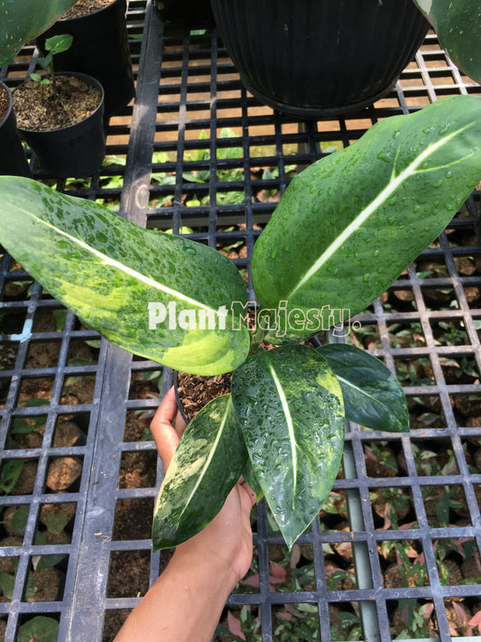 Dieffenbachia Green Magic Variegated