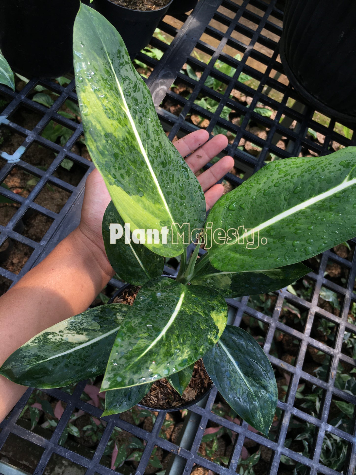 Dieffenbachia Green Magic Variegated