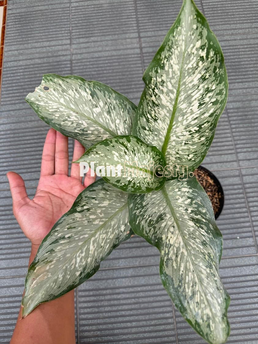 Dieffenbachia Memoria Corsii