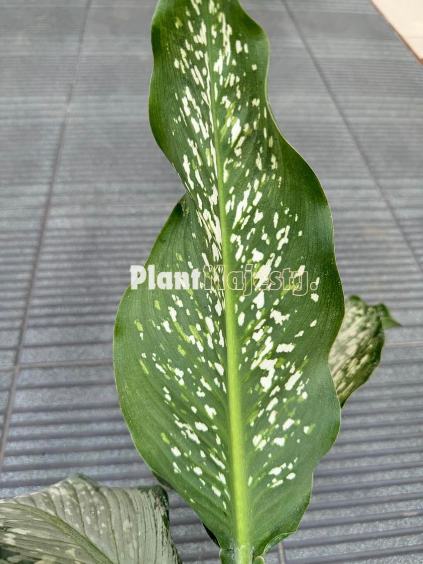 Dieffenbachia Memoria Corsii