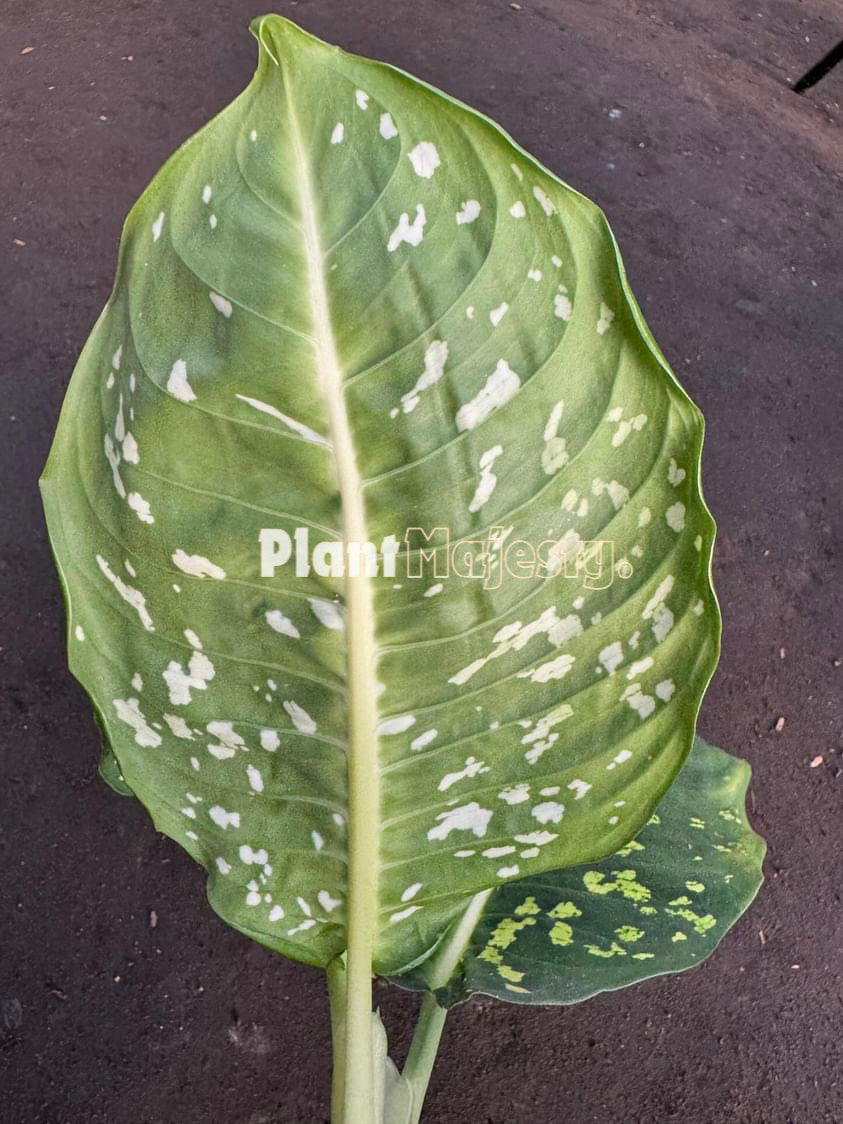 Dieffenbachia Reflector