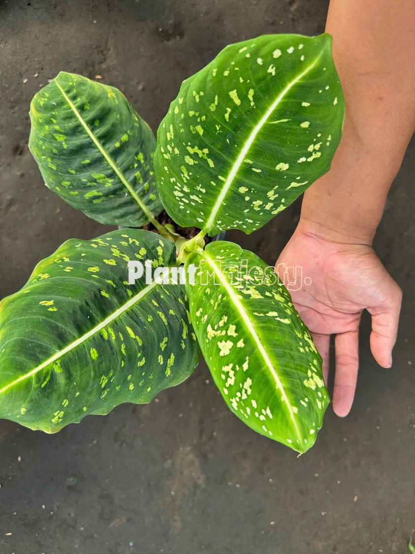 Dieffenbachia Reflector