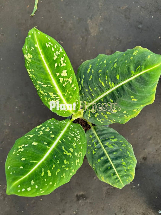 Dieffenbachia Reflector