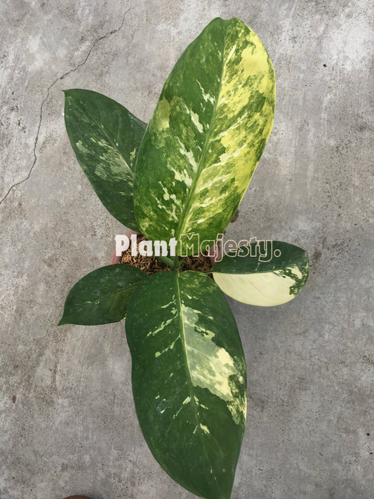 Dieffenbachia Seguine Variegated