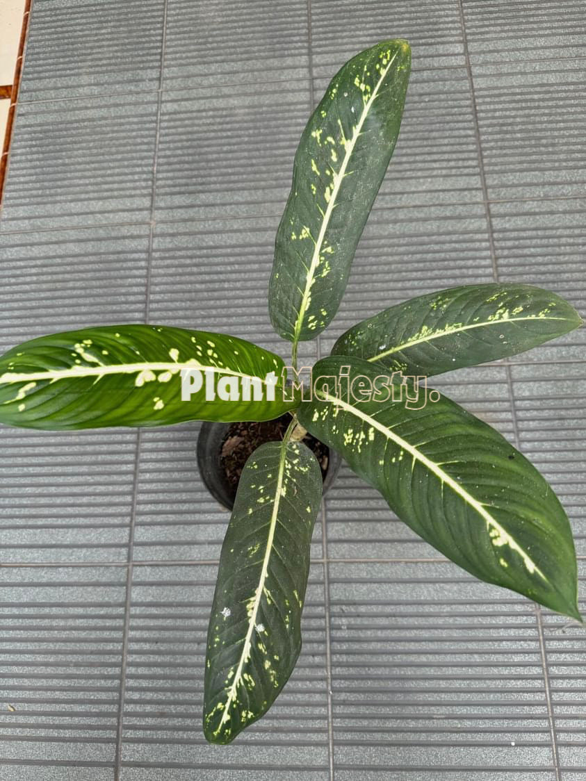 Dieffenbachia  Sp