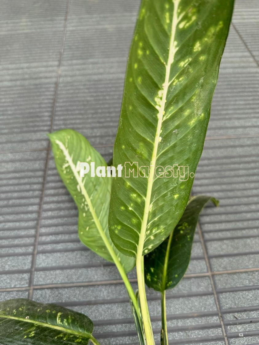 Dieffenbachia  Sp