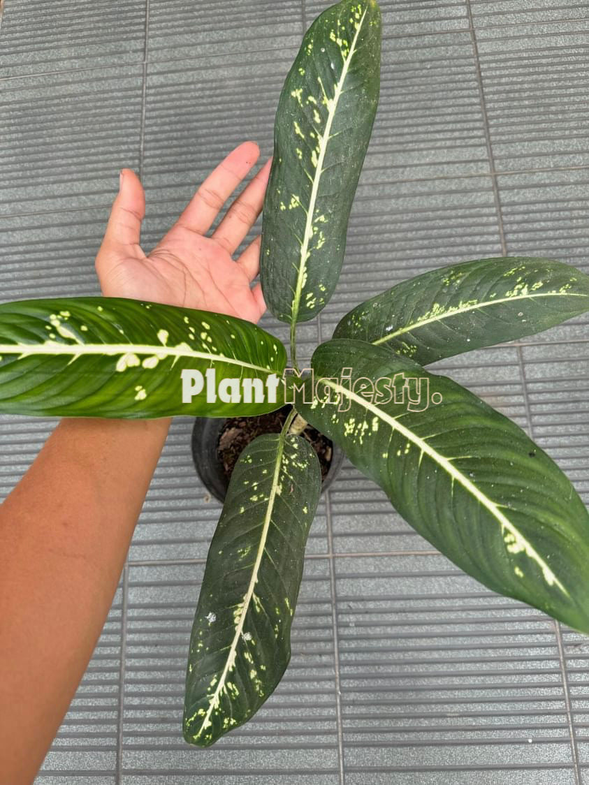 Dieffenbachia  Sp