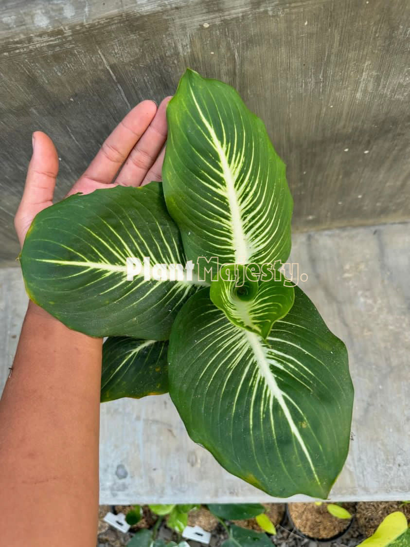 Pulpo Dieffenbachia