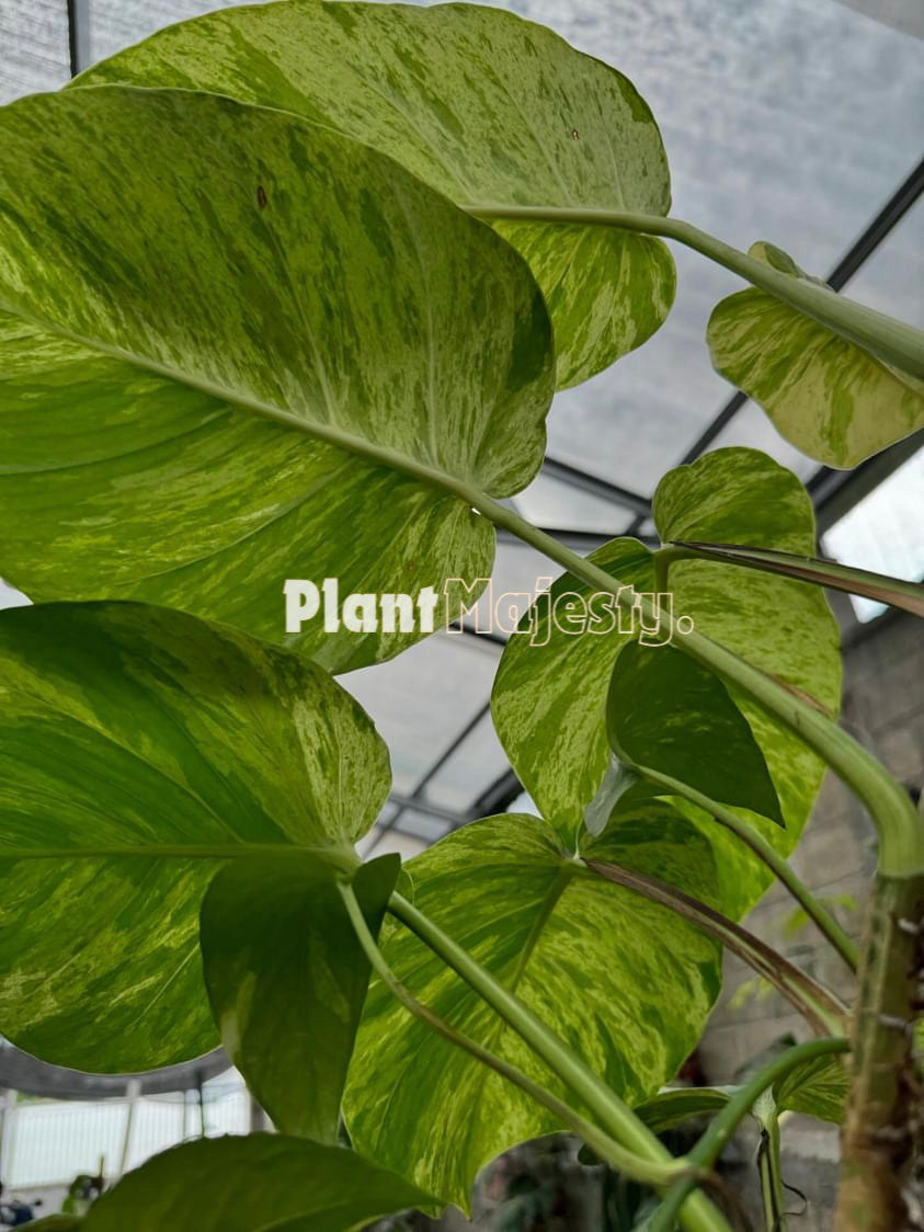 Epipremnum-Marmorkönigin Pothos