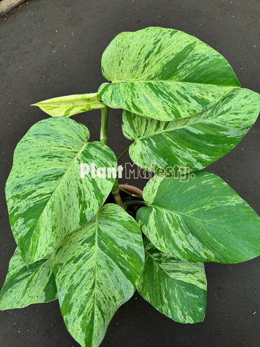 Epipremnum-Marmorkönigin Pothos