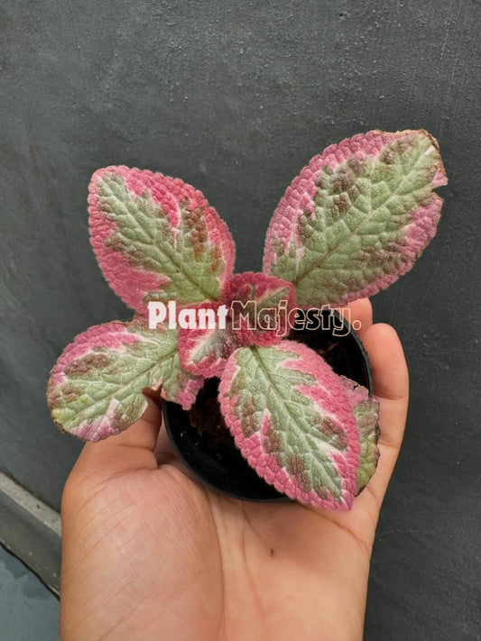 Episcia Cleopatra