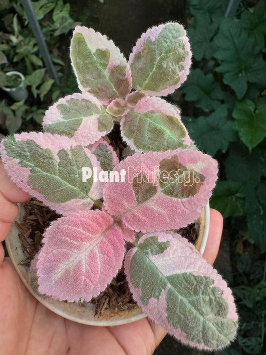 Episcia Pink Smoke